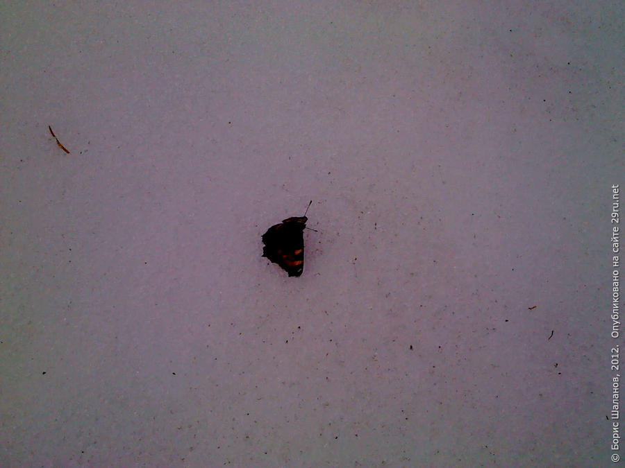 Бабочка на снегу